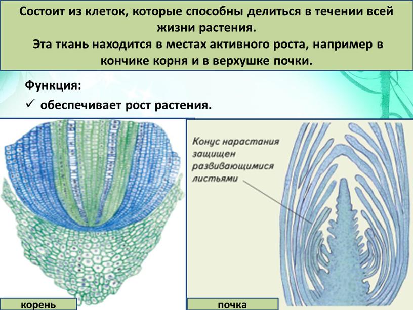 Функция: обеспечивает рост растения