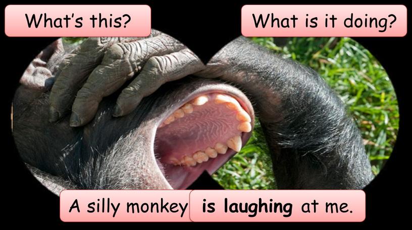 What’s this? A silly monkey What is it doing? is laughing at me