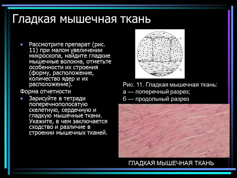 Гладкая мышечная ткань Рассмотрите препарат (рис