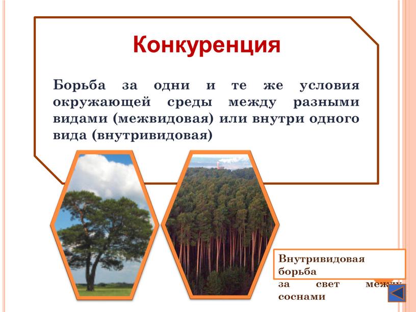 Борьба за одни и те же условия окружающей среды между разными видами (межвидовая) или внутри одного вида (внутривидовая)