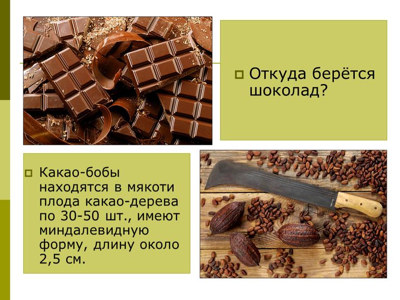 Откуда берётся шоколад? Какао-бобы находятся в мякоти плода какао-дерева по 30-50 шт