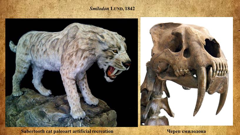 Smilodon Lund, 1842 Sabertooth cat paleoart artificial recreation