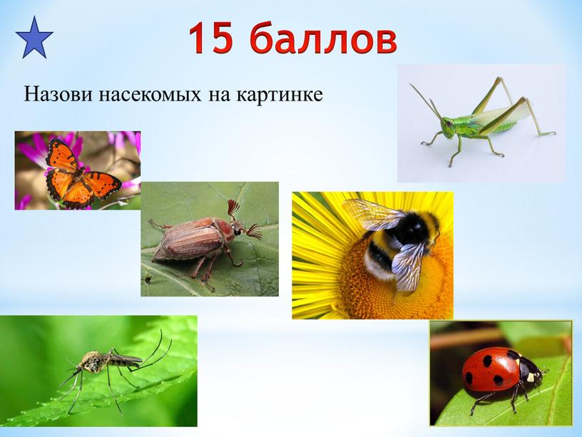 15 баллов Назови насекомых на картинке