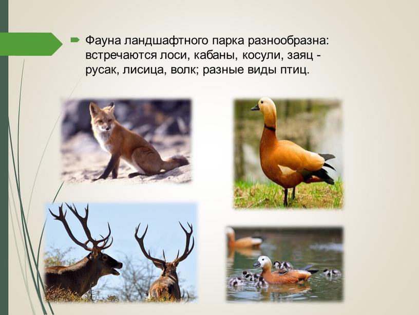 Фауна ландшафтного парка разнообразна: встречаются лоси, кабаны, косули, заяц -русак, лисица, волк; разные виды птиц