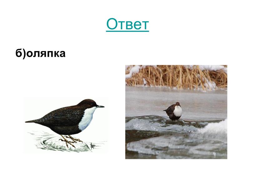 Ответ б)оляпка