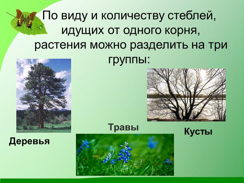 По виду и количеству стеблей, идущих от одного корня, растения можно разделить на три группы: