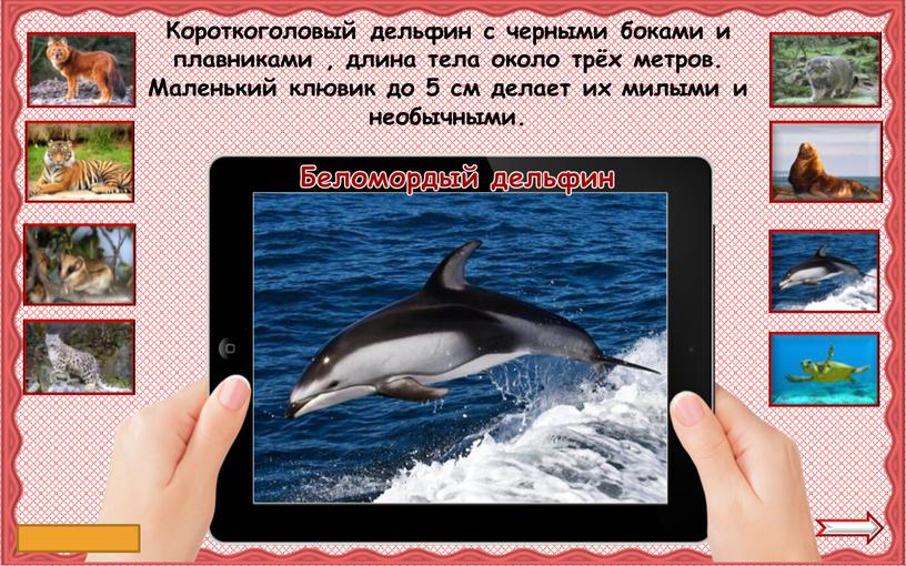 Беломордый дельфин Короткоголовый дельфин с черными боками и плавниками , длина тела около трёх метров