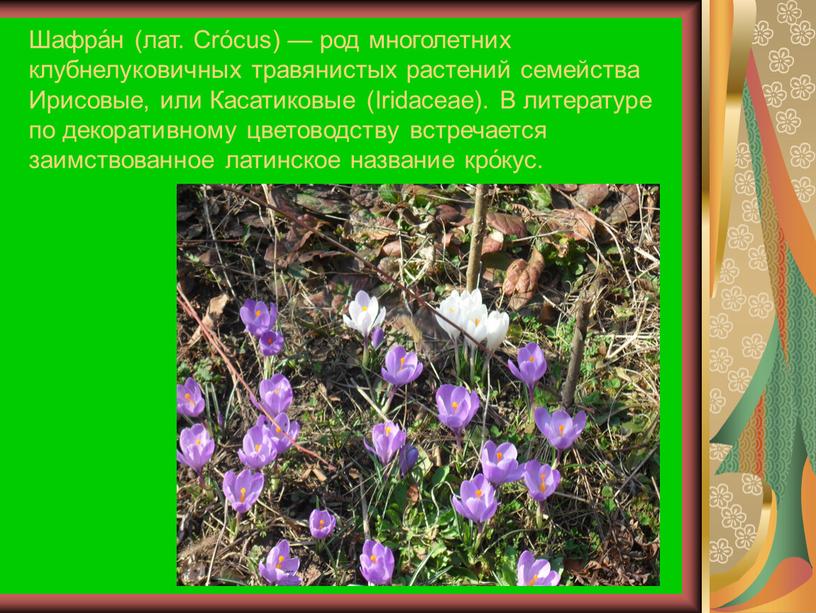 Шафра́н (лат. Crócus) — род многолетних клубнелуковичных травянистых растений семейства