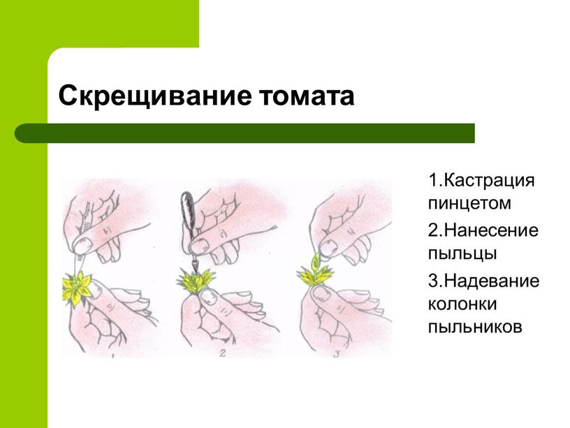 Скрещивание томата 1.Кастрация пинцетом 2