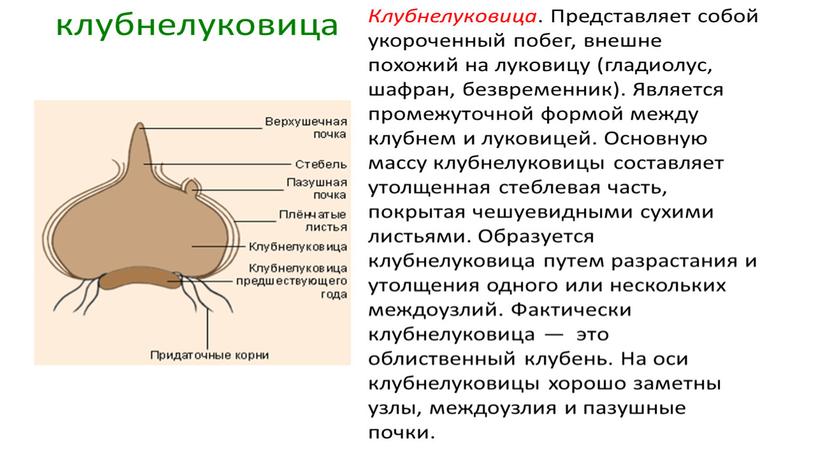 Размножение и оплодотворение растений. Вегетативное размножение