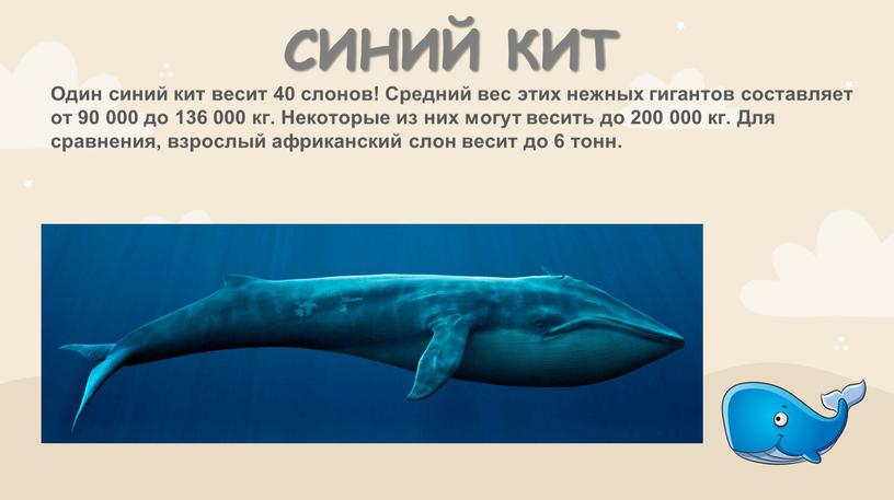СИНИЙ КИТ Один синий кит весит 40 слонов!