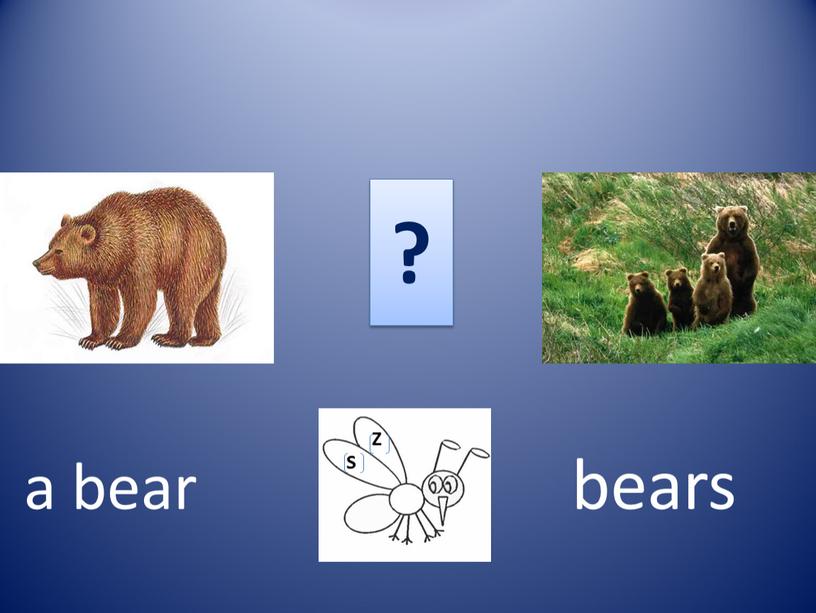 ? a bear bears S Z
