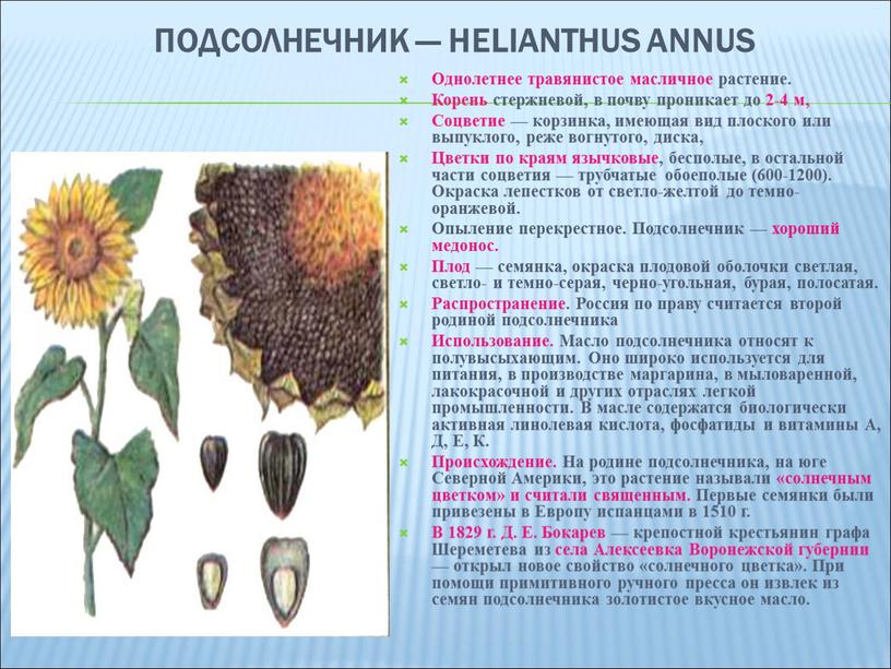 ПОДСОЛНЕЧНИК — HELIANTHUS ANNUS