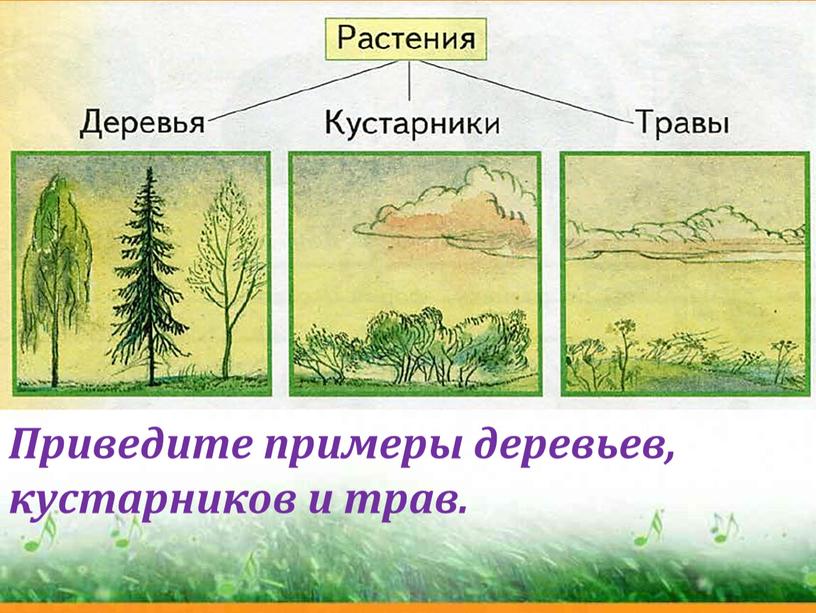 Приведите примеры деревьев, кустарников и трав