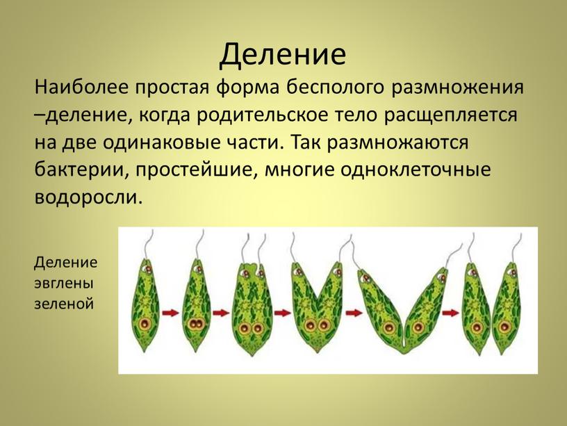 Деление Наиболее простая форма бесполого размножения –деление, когда родительское тело расщепляется на две одинаковые части