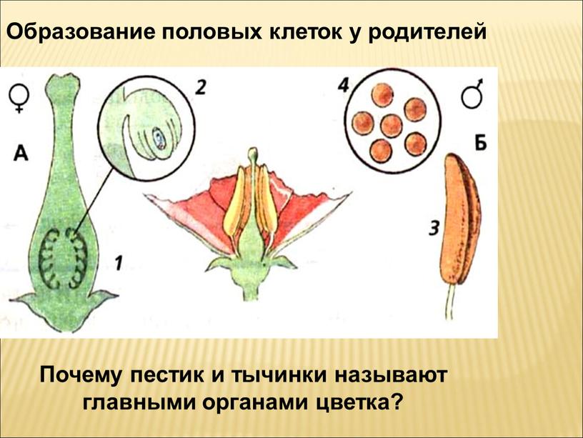 Образование половых клеток у родителей