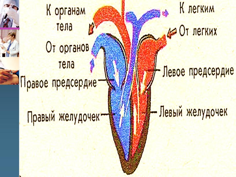 Ангиология (учение о сосудах)