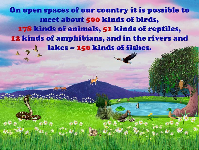 On open spaces of our country it is possible to meet about 500 kinds of birds, 178 kinds of animals, 51 kinds of reptiles, 12…