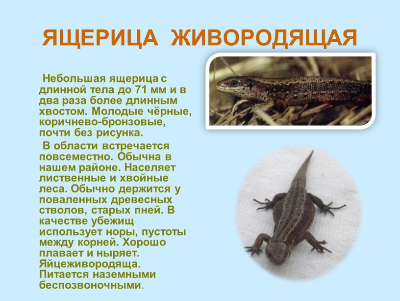 ЯЩЕРИЦА ЖИВОРОДЯЩАЯ Небольшая ящерица с длинной тела до 71 мм и в два раза более длинным хвостом