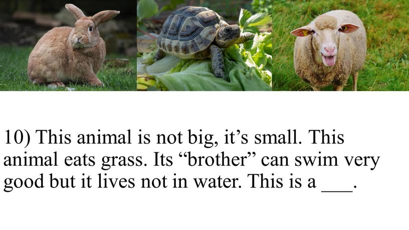 This animal is not big, it’s small