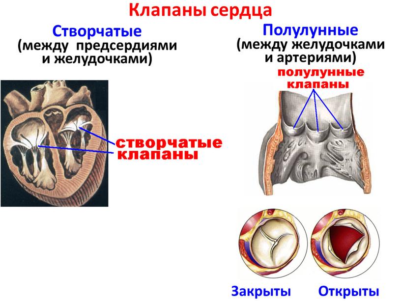 Клапаны сердца Створчатые (между предсердиями и желудочками)