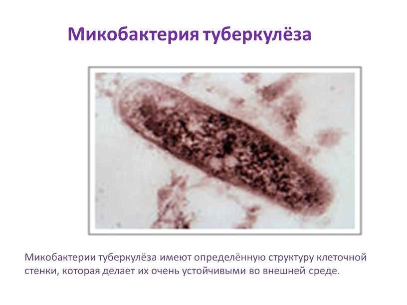 Микобактерия туберкулёза Микобактерии туберкулёза имеют определённую структуру клеточной стенки, которая делает их очень устойчивыми во внешней среде