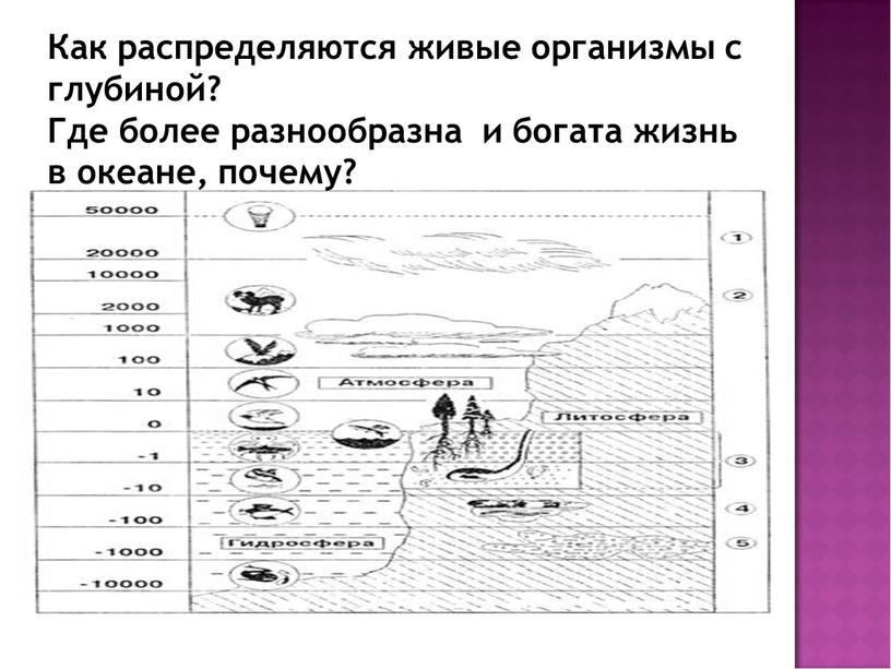 Как распределяются живые организмы с глубиной?