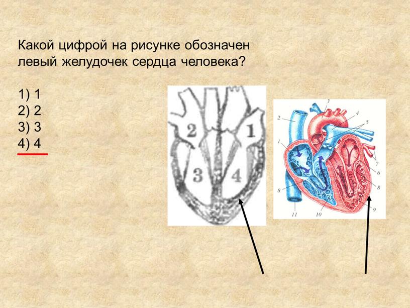 Какой цифрой на рисунке обозначен левый желудочек сердца человека? 1) 1 2) 2 3) 3 4) 4