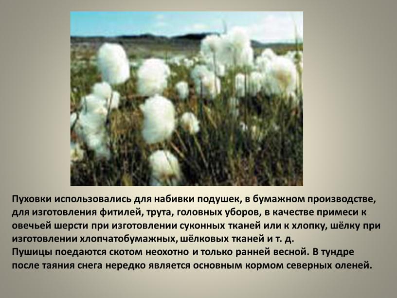 Пуховки использовались для набивки подушек, в бумажном производстве, для изготовления фитилей, трута, головных уборов, в качестве примеси к овечьей шерсти при изготовлении суконных тканей или…