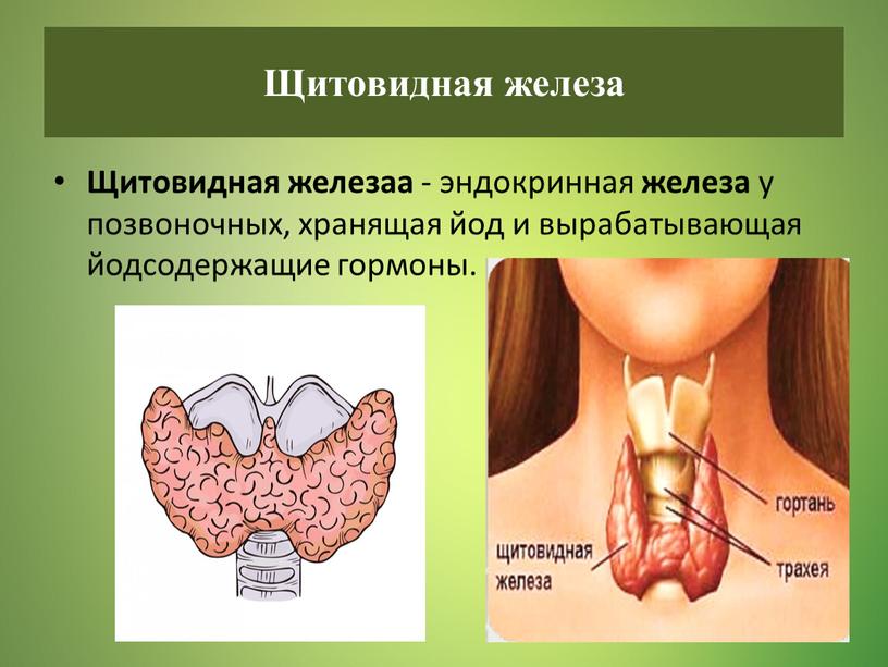 Щитовидная железаа - эндокринная железа у позвоночных, хранящая йод и вырабатывающая йодсодержащие гормоны