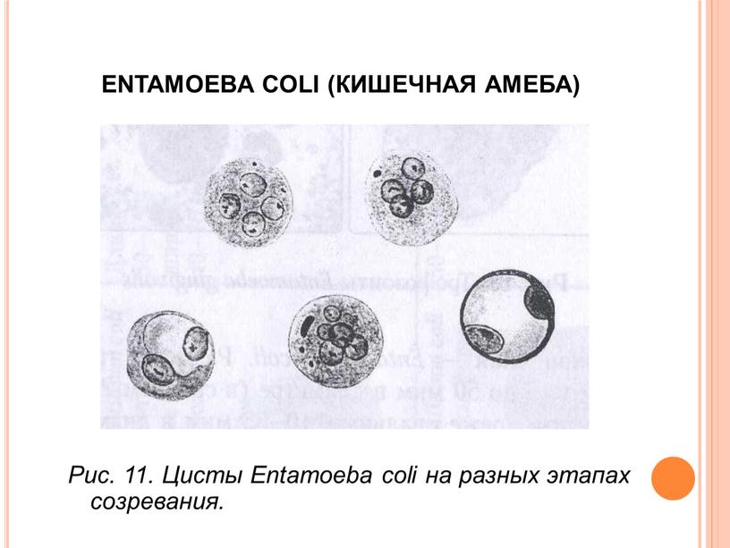 ENTAMOEBA COLI (КИШЕЧНАЯ АМЕБА)