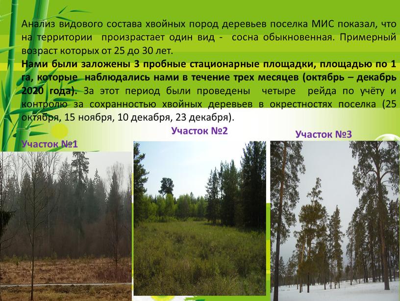Анализ видового состава хвойных пород деревьев поселка