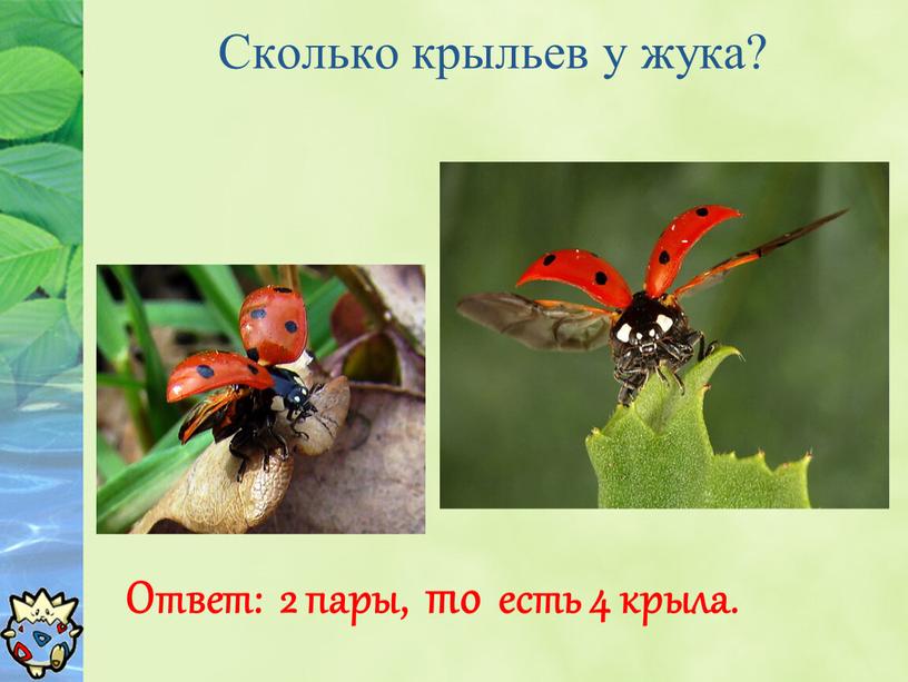 Сколько крыльев у жука? Ответ: 2 пары, то есть 4 крыла