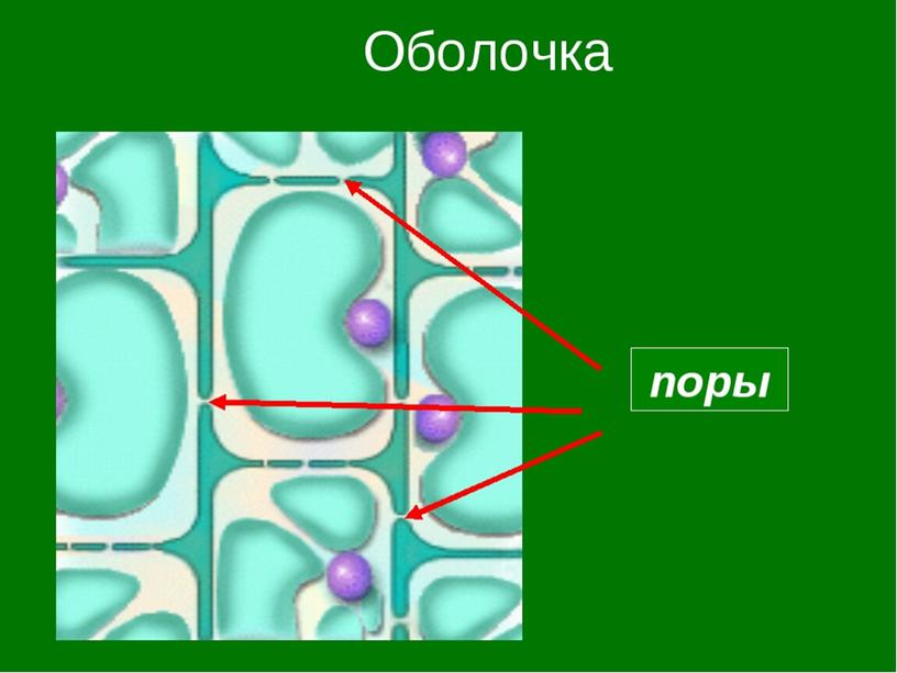 Жизнедеятельность клетки