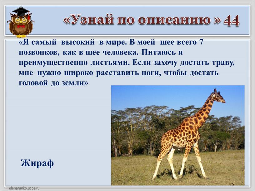 Узнай по описанию » 44 Жираф «Я самый высокий в мире