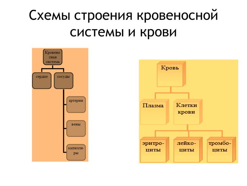 Схемы строения кровеносной системы и крови