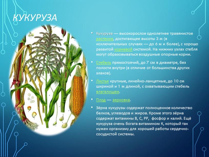 Кукуруза Кукуруза — высокорослое однолетнее травянистое растение, достигающее высоты 3 м (в исключительных случаях — до 6 м и более), с хорошо развитой корневой системой