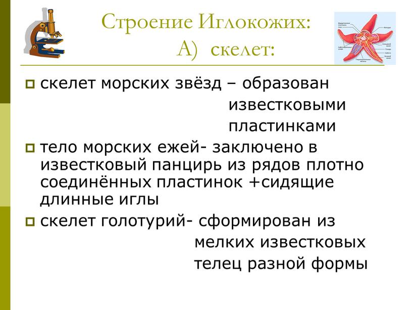 Строение Иглокожих: А) скелет: скелет морских звёзд – образован известковыми пластинками тело морских ежей- заключено в известковый панцирь из рядов плотно соединённых пластинок +сидящие длинные…