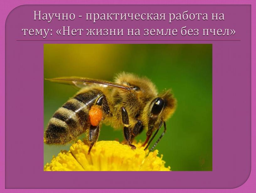 Научно - практическая работа на тему: «Нет жизни на земле без пчел»