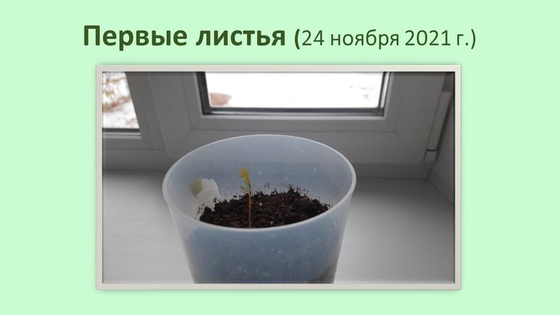 Первые листья (24 ноября 2021 г