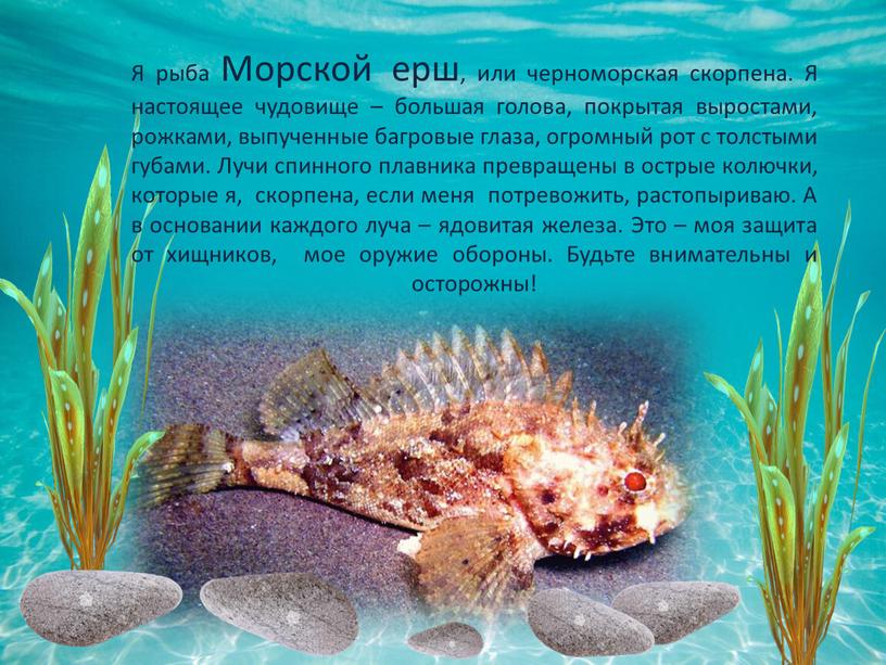 Я рыба Морской ерш, или черноморская скорпена