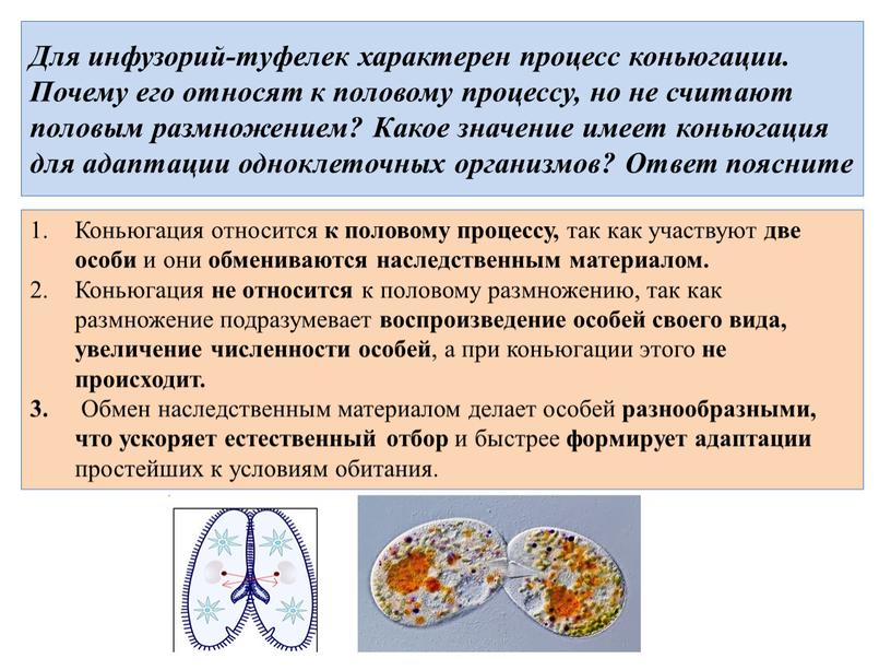 Для инфузорий-туфелек характерен процесс коньюгации