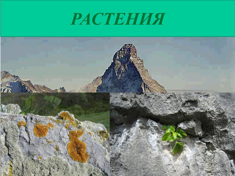 РАСТЕНИЯ