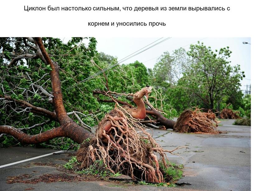 Циклон был настолько сильным, что деревья из земли вырывались с корнем и уносились прочь