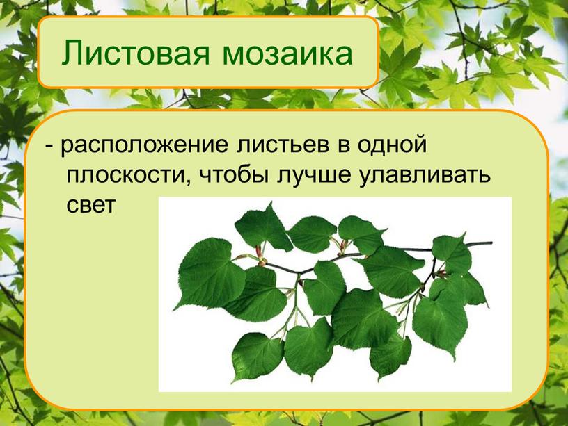 Листовая мозаика - расположение листьев в одной плоскости, чтобы лучше улавливать свет