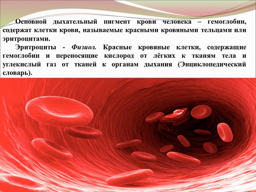 Основной дыхательный пигмент крови человека – гемоглобин, содержат клетки крови, называемые красными кровяными тельцами или эритроцитами