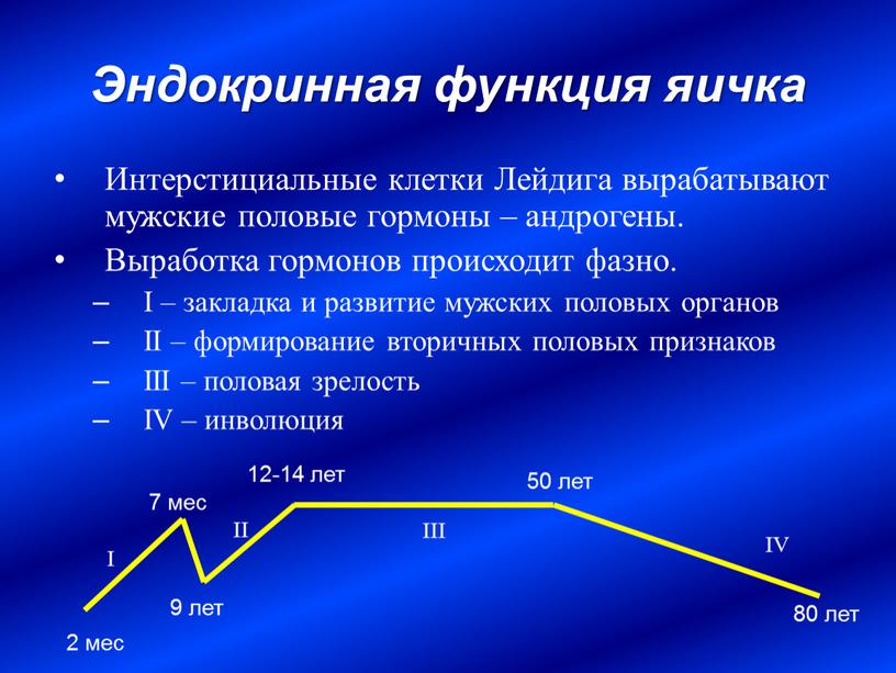 Эндокринная функция яичка Интерстициальные клетки