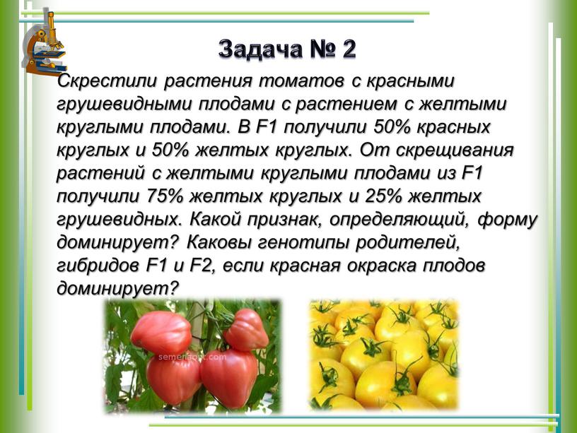 Задача № 2 Скрестили растения томатов с красными грушевидными плодами с растением с желтыми круглыми плодами