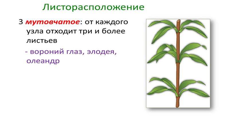 Размножение и оплодотворение растений. Вегетативное размножение