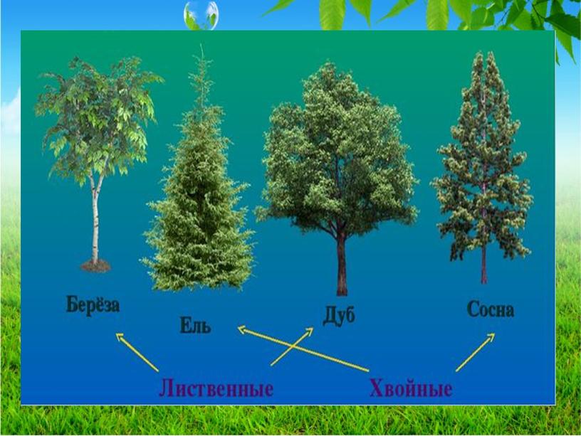 Презентация на тему: "Виды деревьев".